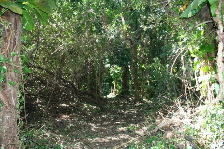 IMG_0552 (Small).JPG